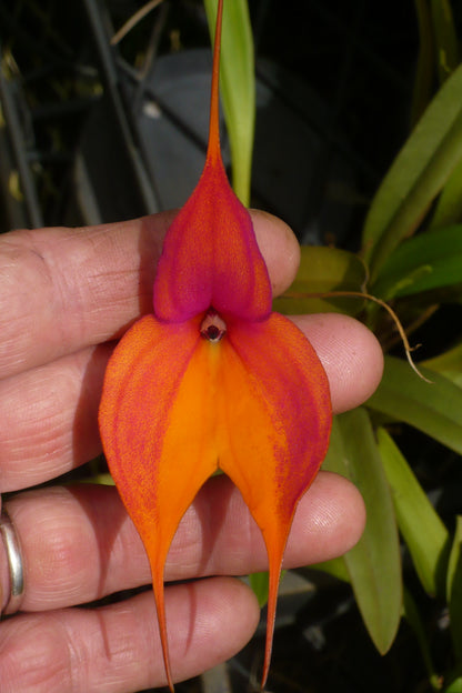 Masdevallia King Midas 'Giant Orange'