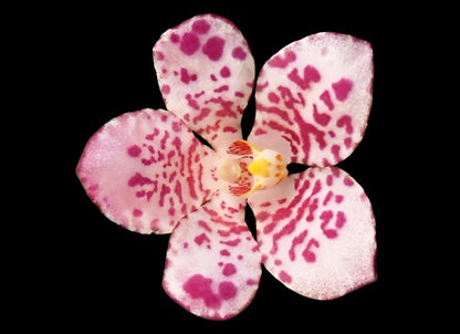 Sarcochilus (Sarco) Gabrielle ‘Spot Mania’ x Elegance ‘Super Pink’