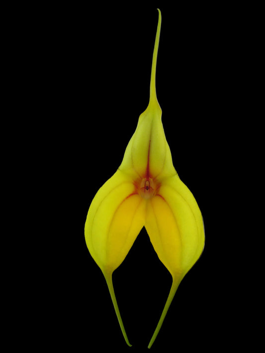 Masdevallia Galaxy 'Sundrop' × Bellisimo 'Stripes'