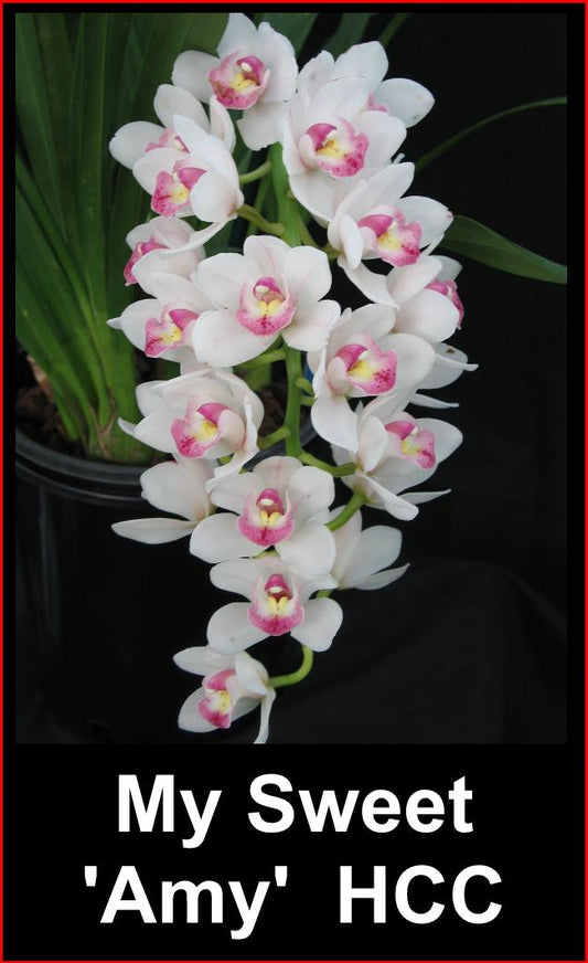 A cascading spike of Cymbidium My Sweet 'Amy' flowers. The blooms are a pristine white with a large, vivid magenta-pink lip and a yellow throat.
