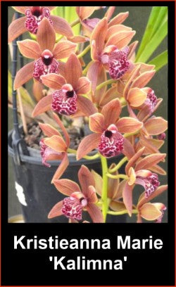 A cluster of Cymbidium Kristianne Marie 'Kalimna' flowers on a pendulous spike. The blooms are a coppery-bronze color with a large, heavily spotted magenta lip.<