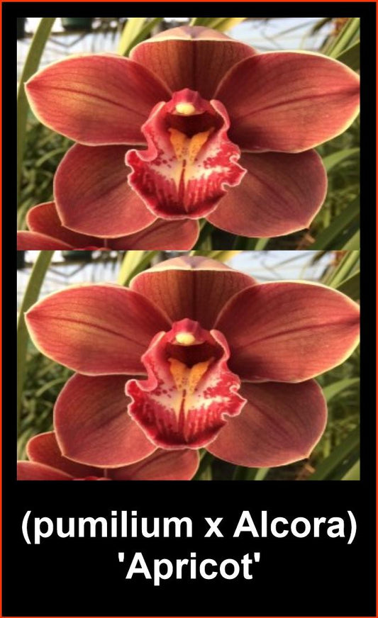 A close-up of a Cymbidium (pumilum x Alcora) 'Apricot' flower. The bloom is a beautiful rusty-apricot color with a heavily ruffled, deep red and white lip