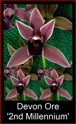 Close-up of pink orchids with 'Devon Ore 2nd Millennium' text on a green background