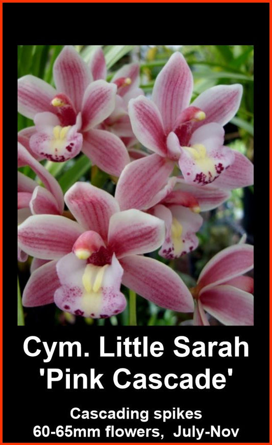 Cymbidium Little Sarah ‘Pink Cascade’ flowers, soft pink sepals and petals with a white lip heavily spotted with maroon/red.