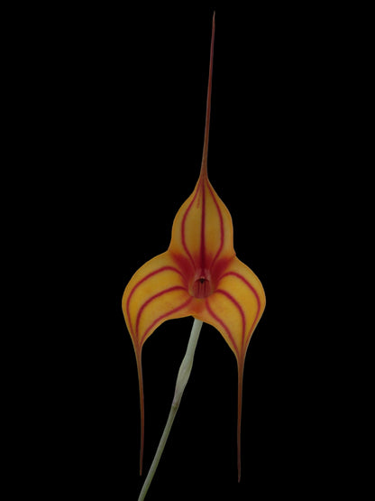 Masdevallia Glow second flower view showing triangular form and presentation