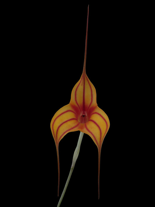 Masdevallia Glow