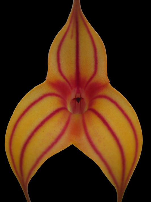 Masdevallia Glow