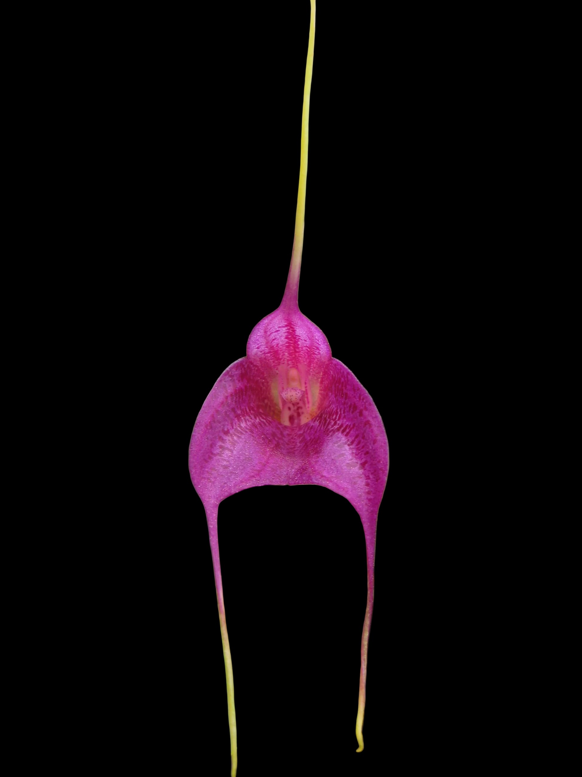 Masdevallia Golden Krieks 'Crown Vista' flower close-up showing golden-yellow colouration