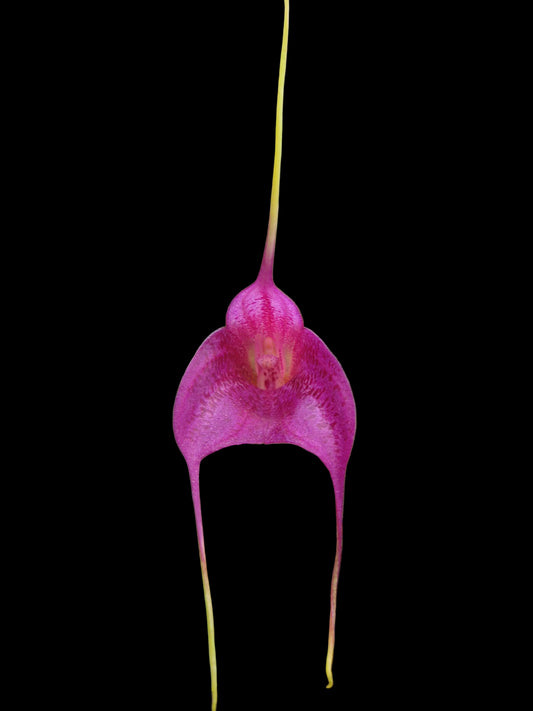 Masdevallia Golden Krieks 'Crown Vista'