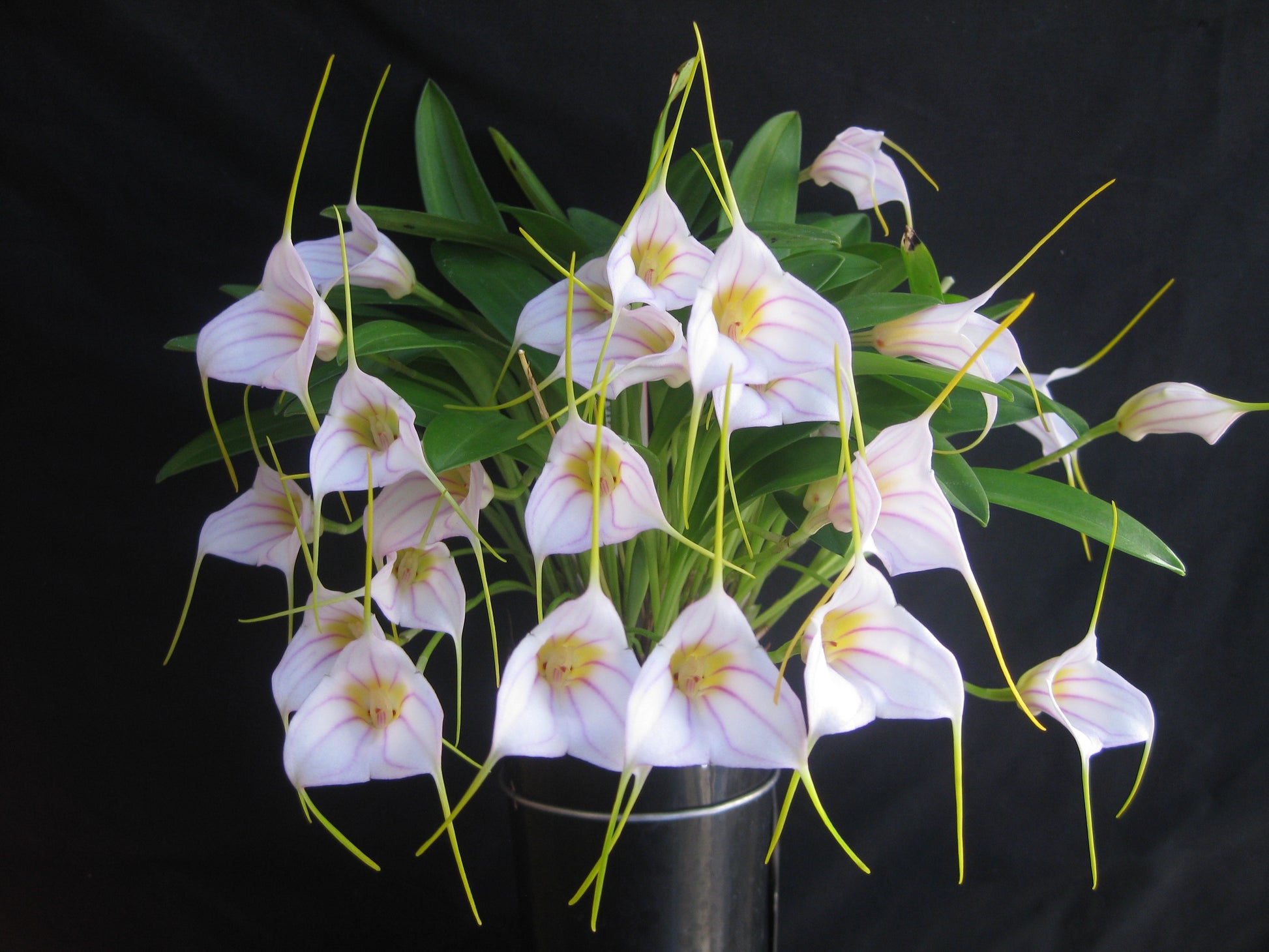 Masdevallia Harlequin 'Beenak' × datura flower close-up showing harlequin-patterned hybrid colouration