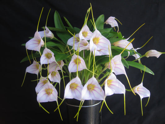 Masdevallia Harlequin 'Beenak' × datura
