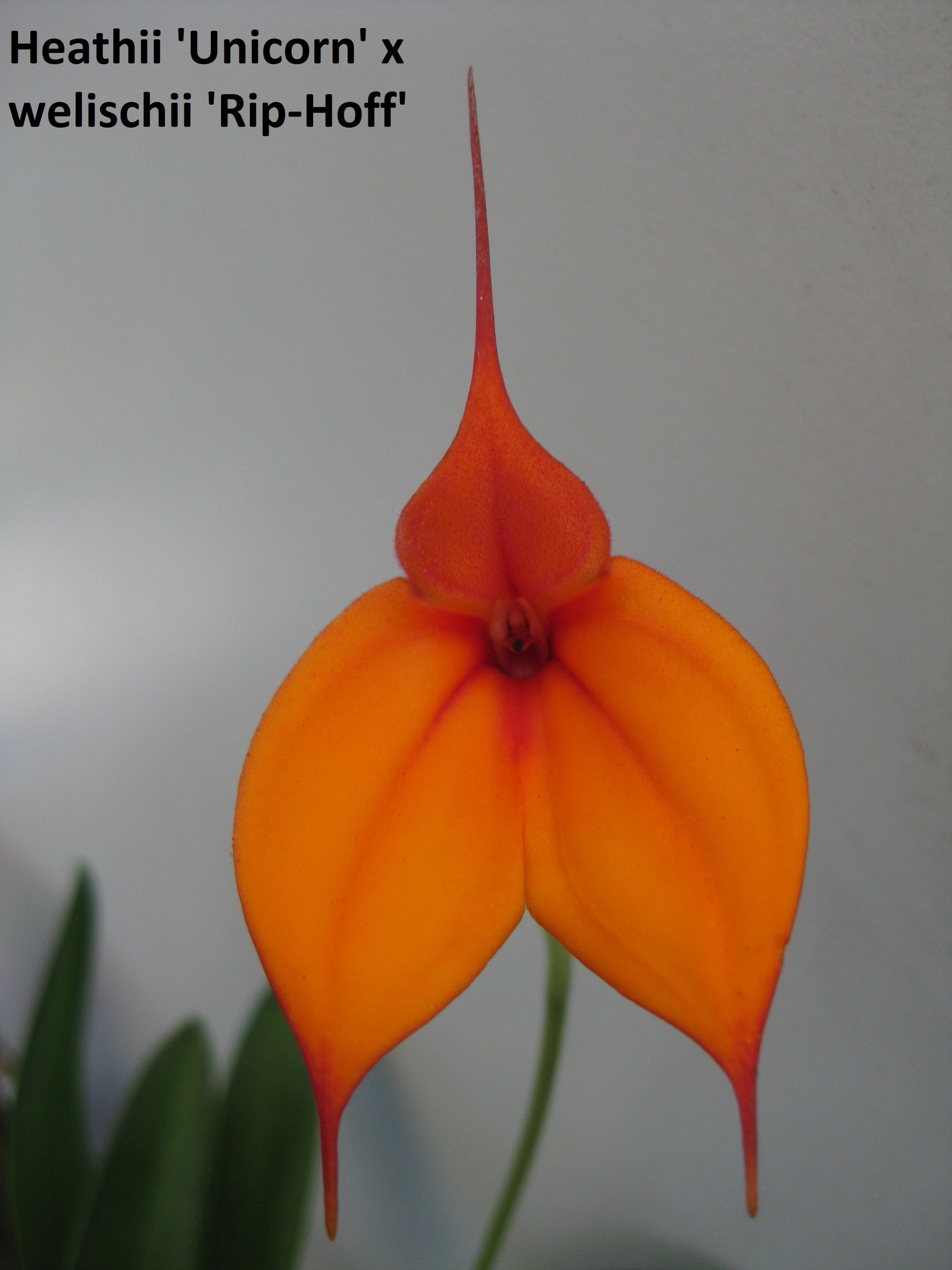 Masdevallia (heathii 'Unicorn' × welischii 'Rip-Hoff') 'Unihoff' flower close-up showing orange colouration from both named parent cultivars
