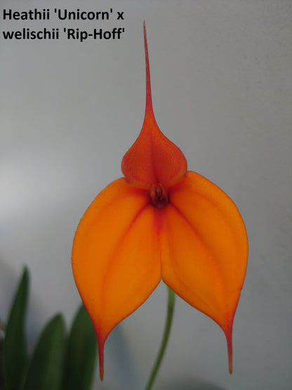 Masdevallia (heathii 'Unicorn' × welischii 'Rip-Hoff') 'Unihoff' flower close-up showing orange colouration from both named parent cultivars