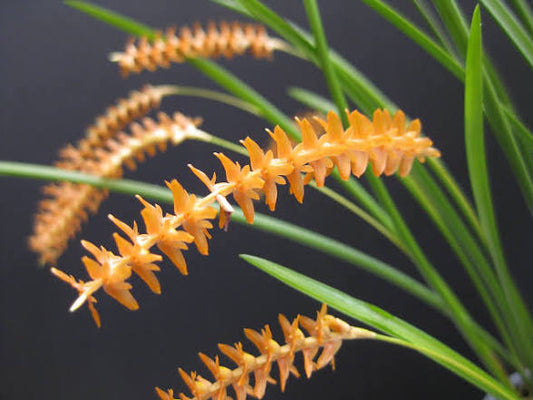 Coelogyne wenzelii (syn. Dendrochilum wenzelii) orange form, chains of orange flowers among grassy leaves