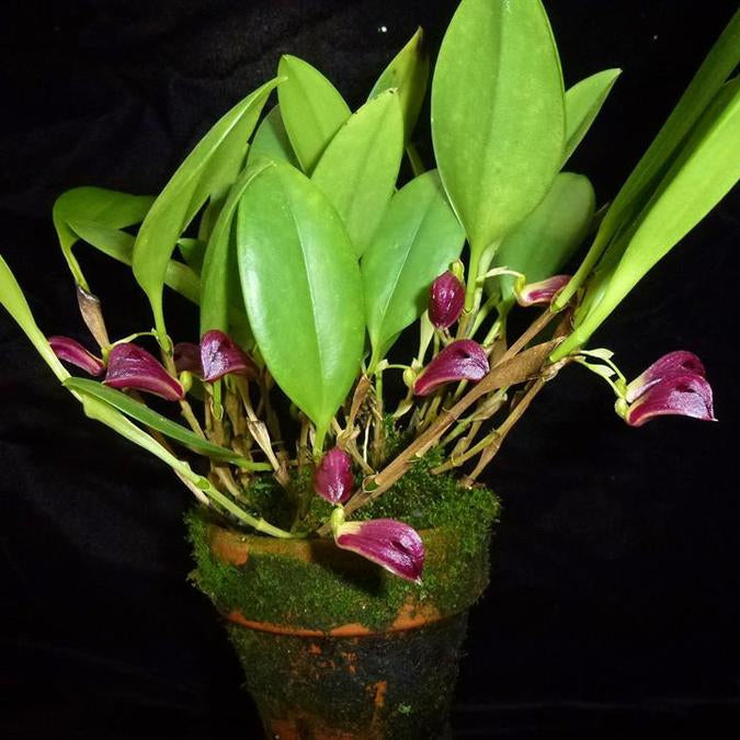 Zootrophion atropurpureum plant in a moss pot with purple box-shaped flowers
