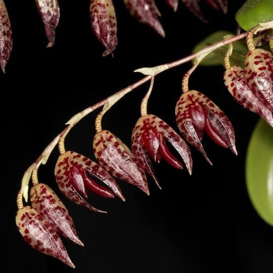 Pleurothallis restrepioides flower spray, rows of maroon-spotted flowers on an arching stem