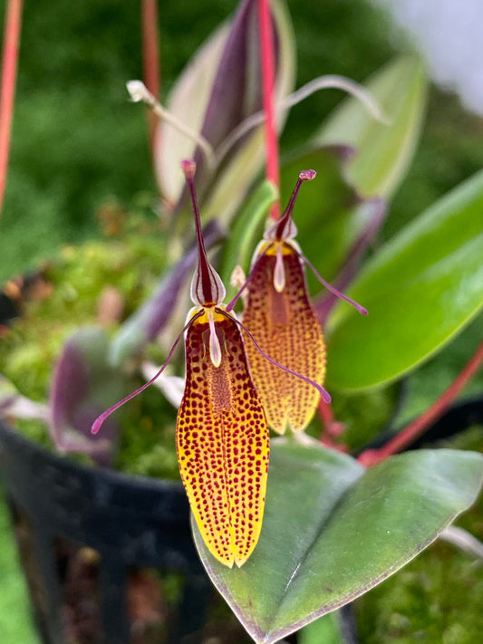 Restrepia contorta flowers, orange synsepals densely spotted red-brown