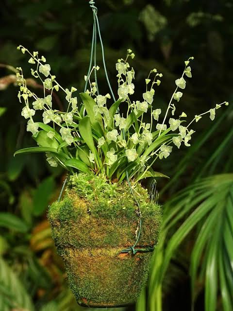 Pleurothallis quadrifida (syn. Stelis quadrifida) in flower, arching sprays of small yellow-green flowers above a moss-covered pot
