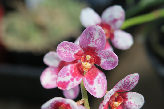 Sarcochilus Heidi x (Fairy x Zoe)