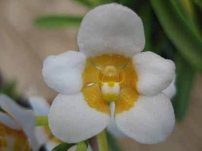 Sarcohilus Tina x Amber