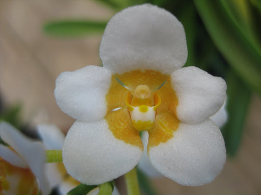 Sarcohilus Tina x Amber