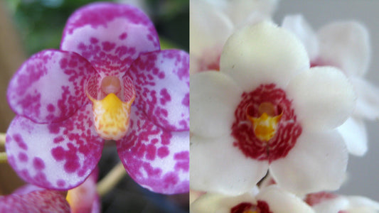Sarcochilus (Melody Mel x Cherie Snow) x Bunyip