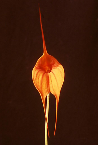 Masdevallia King of Kings ‘Sequalo’ Am/AOC