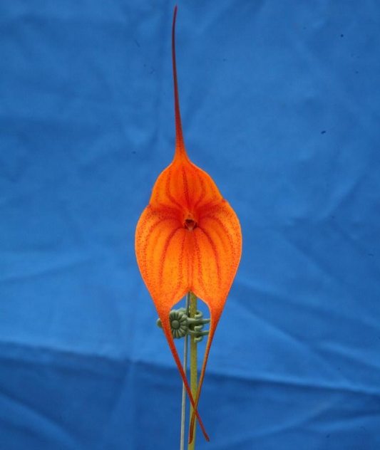 Masdevallia King of Kings ‘Carry the Crown’ Am/AOC