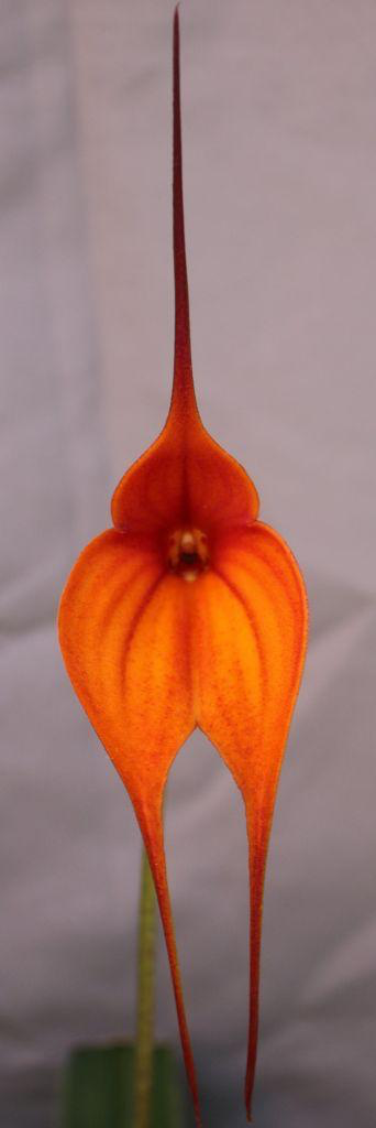 Masdevallia Santiago ‘Cape Veiw’