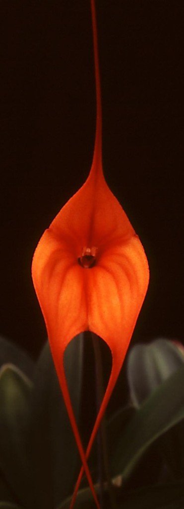 Masdevallia King of Kings 'Royale Monarch' HCC/AOC