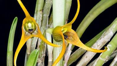 Masdevallia rigens