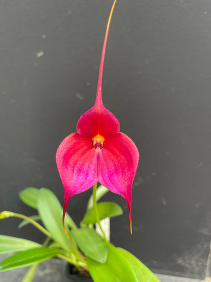 Masdevallia Clarendon Glory 'Pink Beauty' close-up of the bright red-pink flower with a small yellow throat and a long, tapering tail.