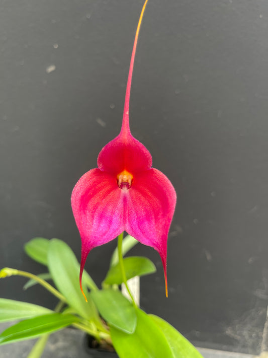 Masdevallia Clarendon Glory 'Pink Beauty' close-up of the bright red-pink flower with a small yellow throat and a long, tapering tail.