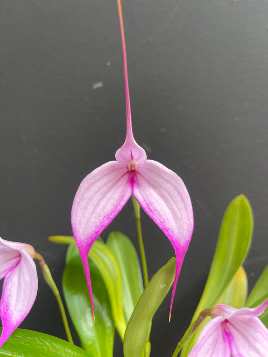 Masdevallia Impact 'Pink Magic' full plant photo showing the compact growth and pale pink flowers sharply tipped with vibrant magenta-pink and long tails.