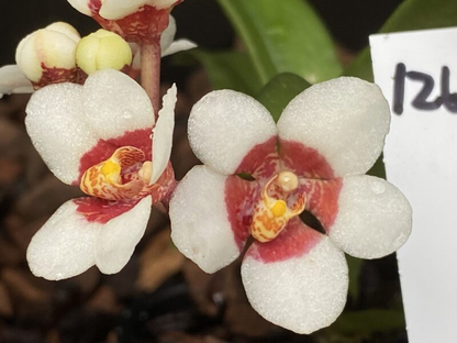 Sarcochilus (Sarco) Brock Harley