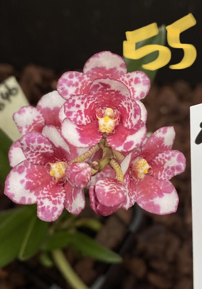 Sarcochilus (Sarco) Burgundy on ice