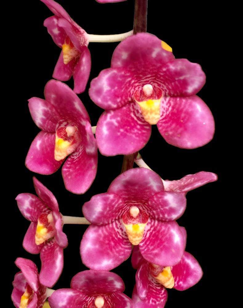 Sarcochilus (Sarco) Maria