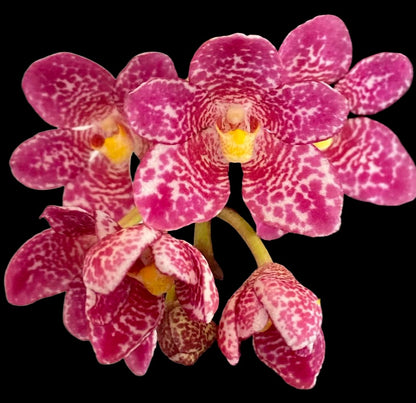 Sarcochilus (Sarco) Maria