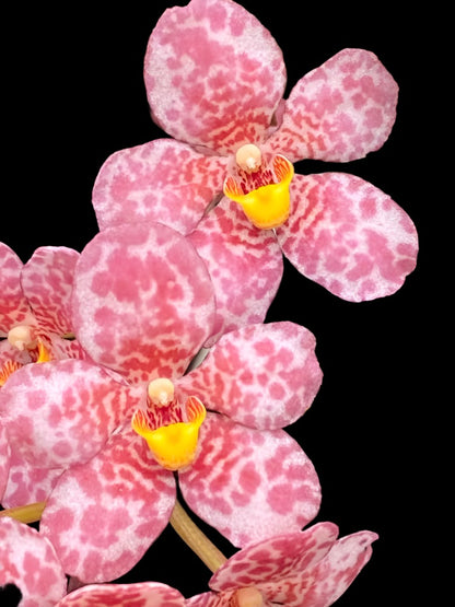 Sarcochilus (Sarco) Gabrielle ‘Spot Mania’ x Elegance ‘Super Pink’