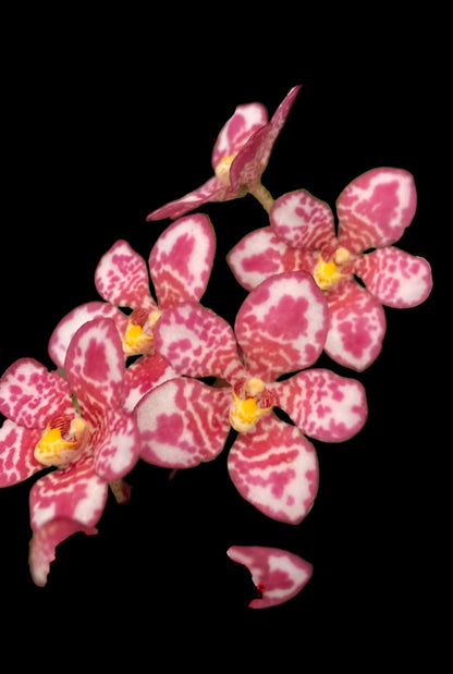 Sarcochilus (Sarco) Gabrielle