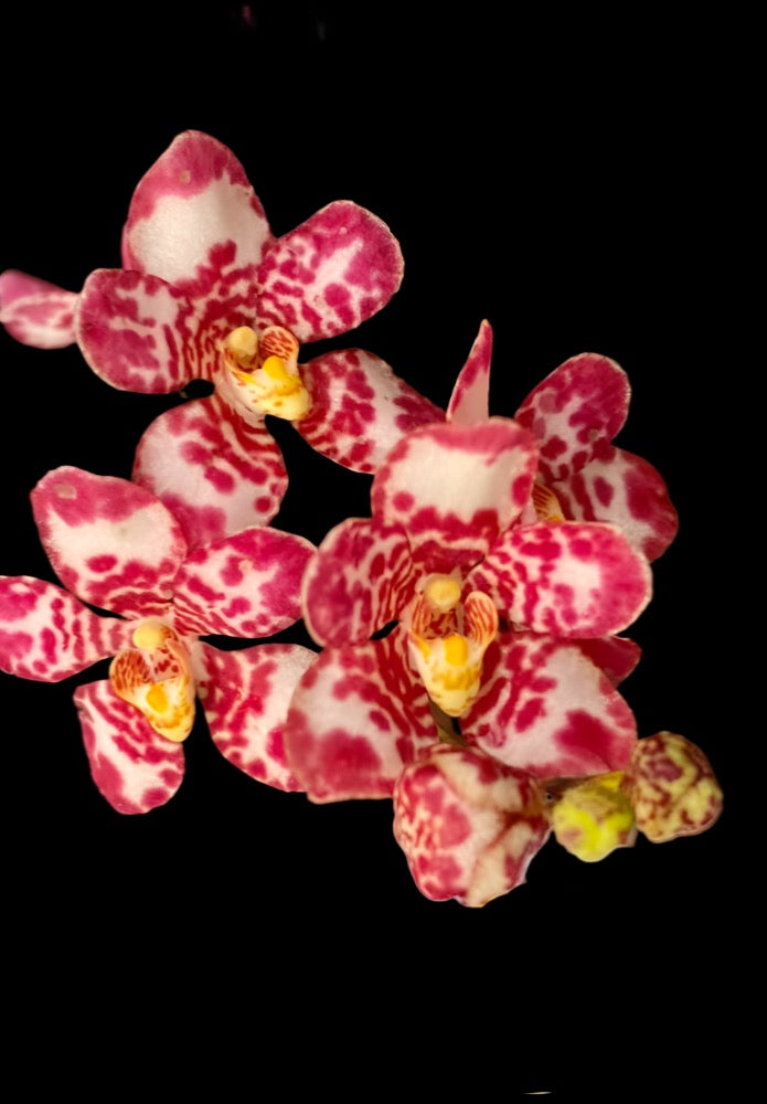 Sarcochilus (Sarco) Gabrielle ‘Spot Mania’ x Elegance ‘Super Pink’