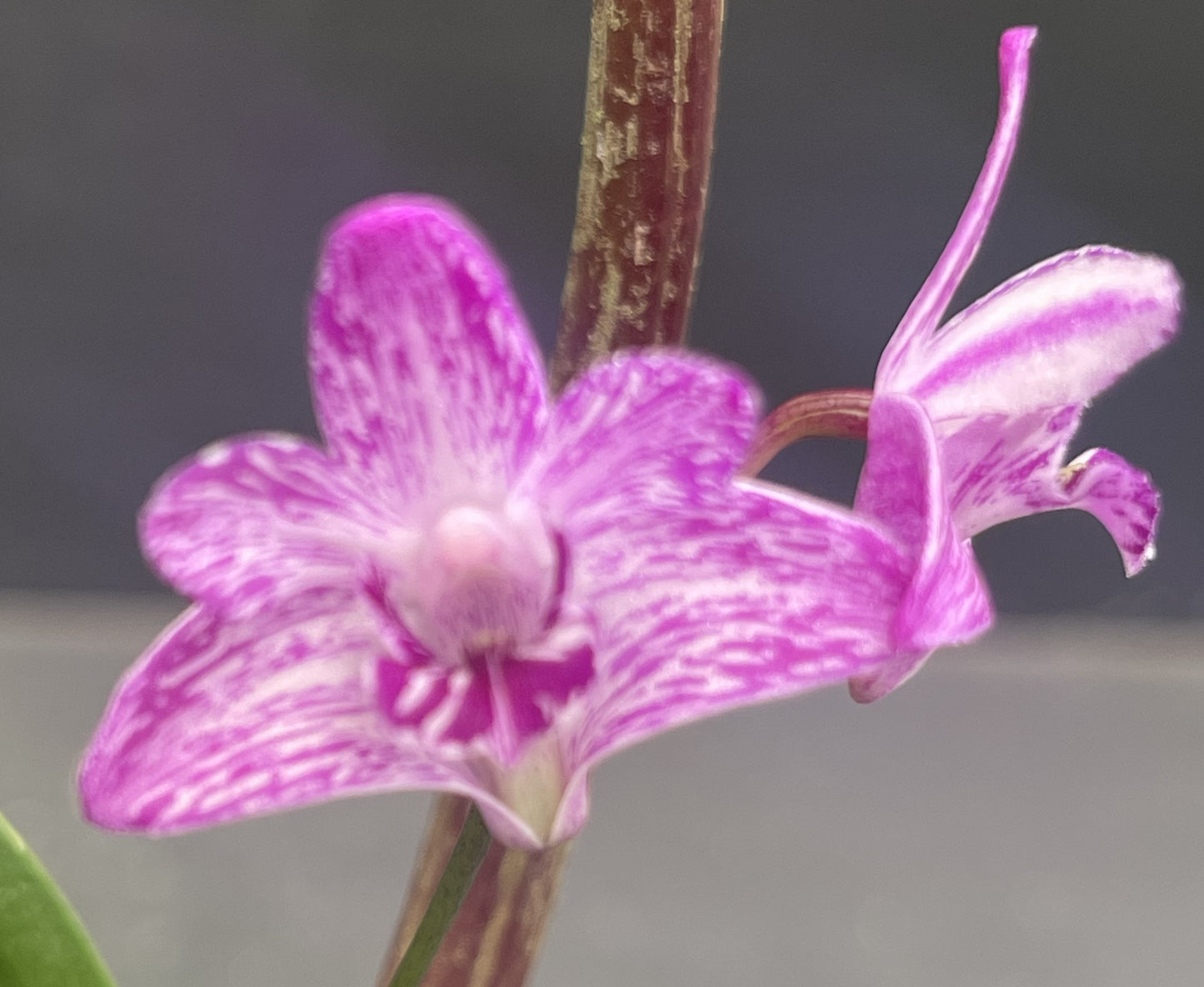 Dendrobium kingianum 'Billy'