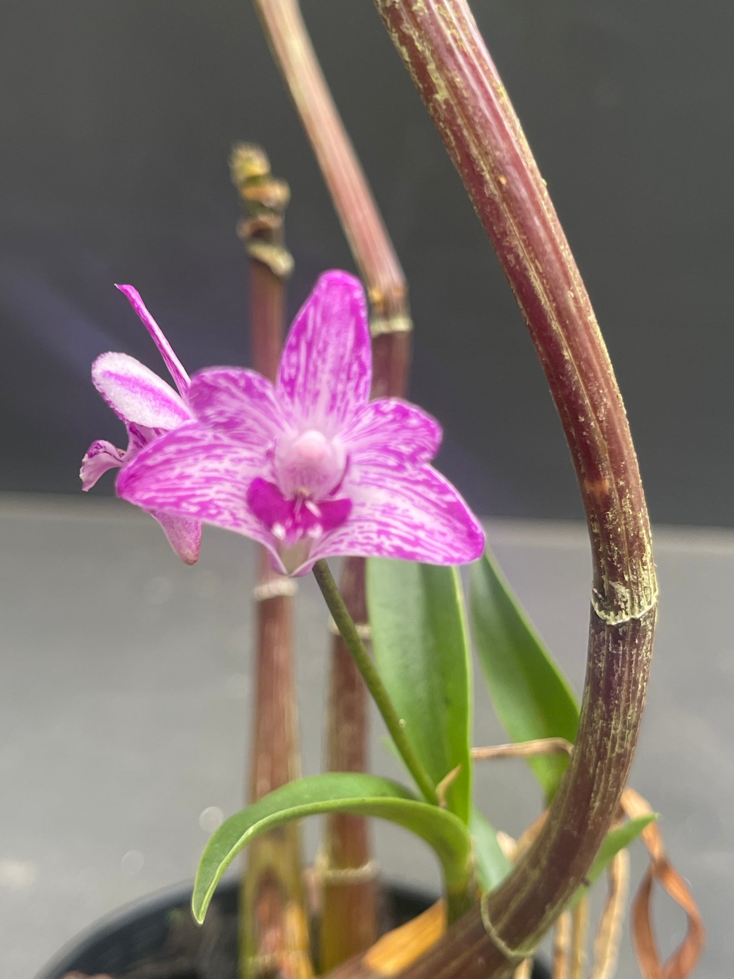 Dendrobium kingianum 'Billy'