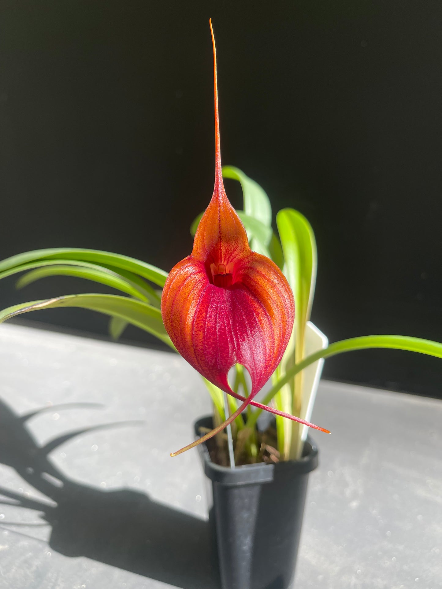 Masdevallia Prince Charming AM/RHS