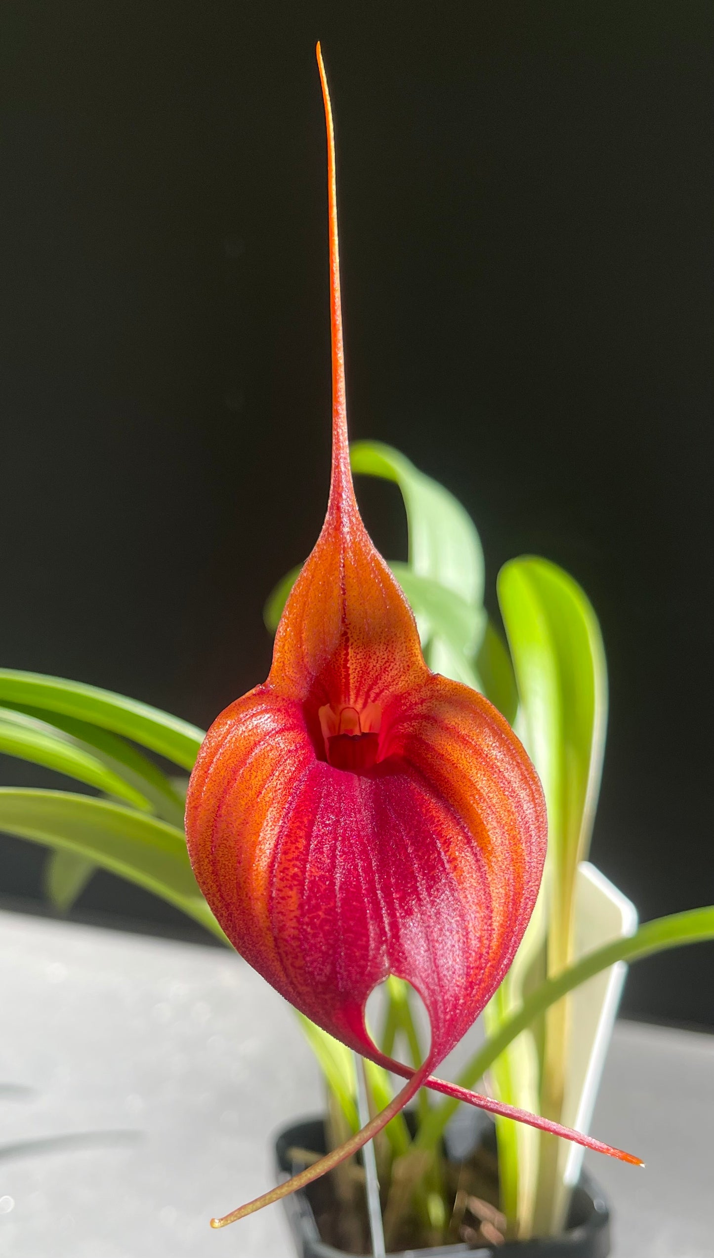 Masdevallia Prince Charming AM/RHS