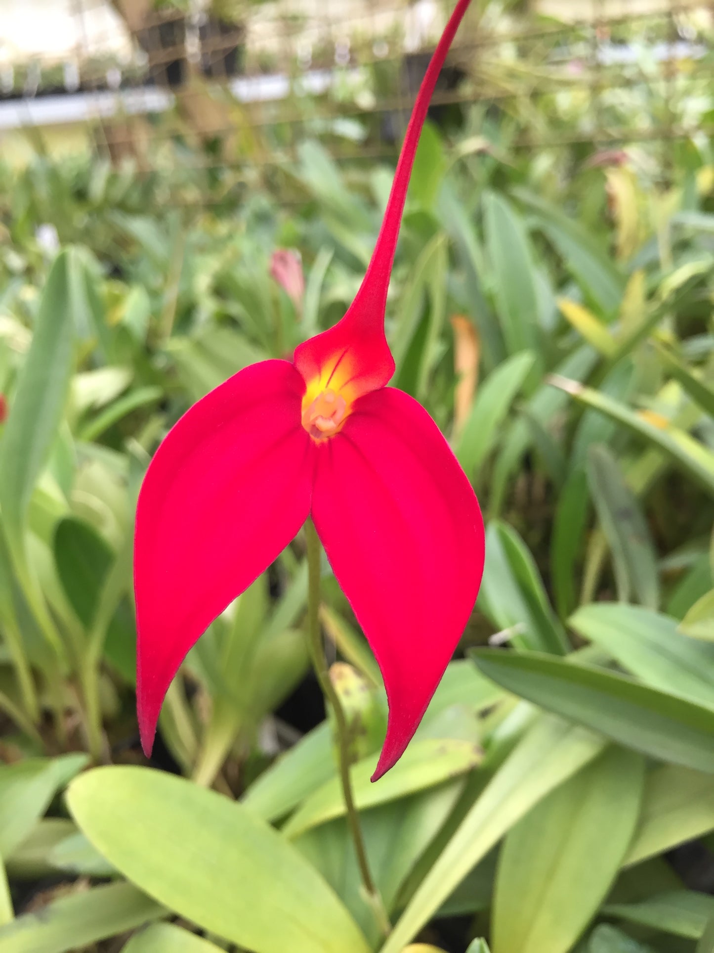 Masdevallia Rubicon ‘Red Slendour'