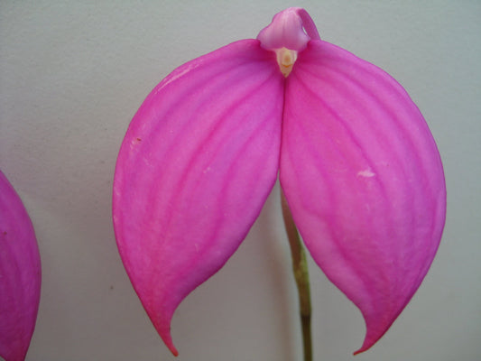 Masdevallia coccinea 'Dwarf Pink'