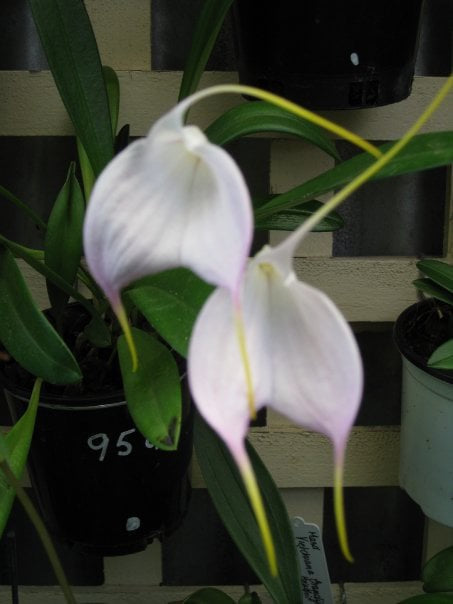 Masdevallia Bella Donna 'Snow Cap'