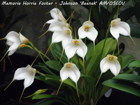 Masdevallia Mem. Horrie Foster-Johnson 'Beenak' AM/AOC