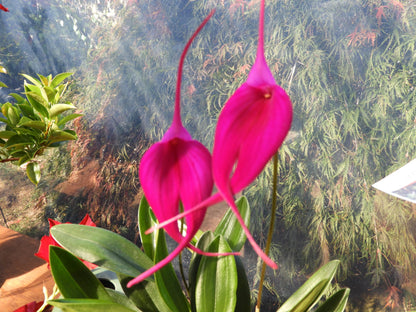 Masdevallia Machu Picchu 'Jay Vee'